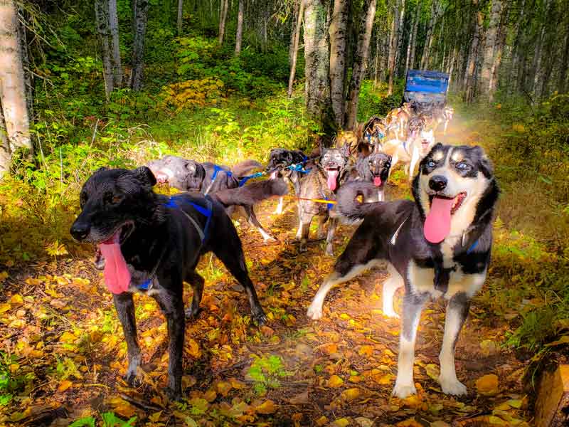 Dog Sled Tours Alaska