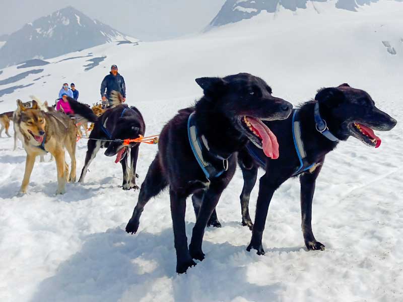 Alaska Dog Sledding Tours & Adventures