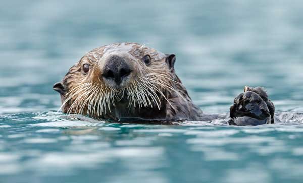 Otter in Water