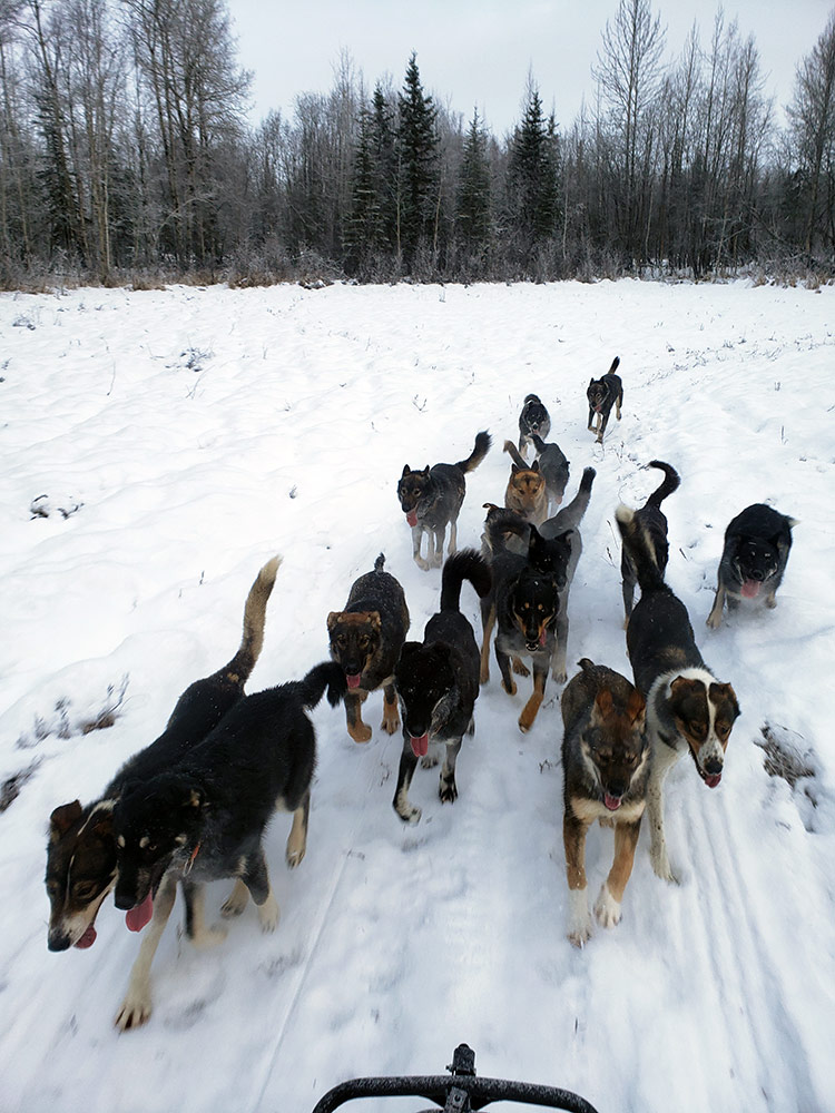 Snowhook Adventures Dog Sledding Gallery 15 750x1000x