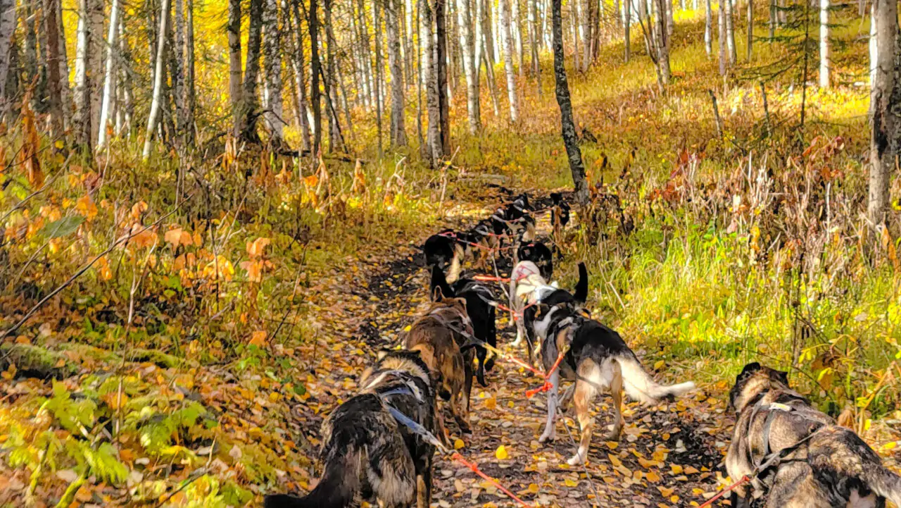 Snowhook - Fall UTV Dog Sledding Edit