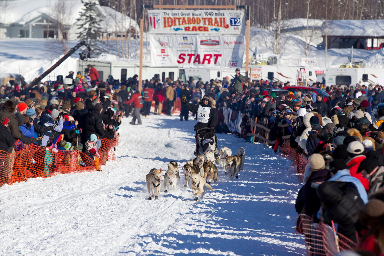 Finish Line of Dog Sled Race
