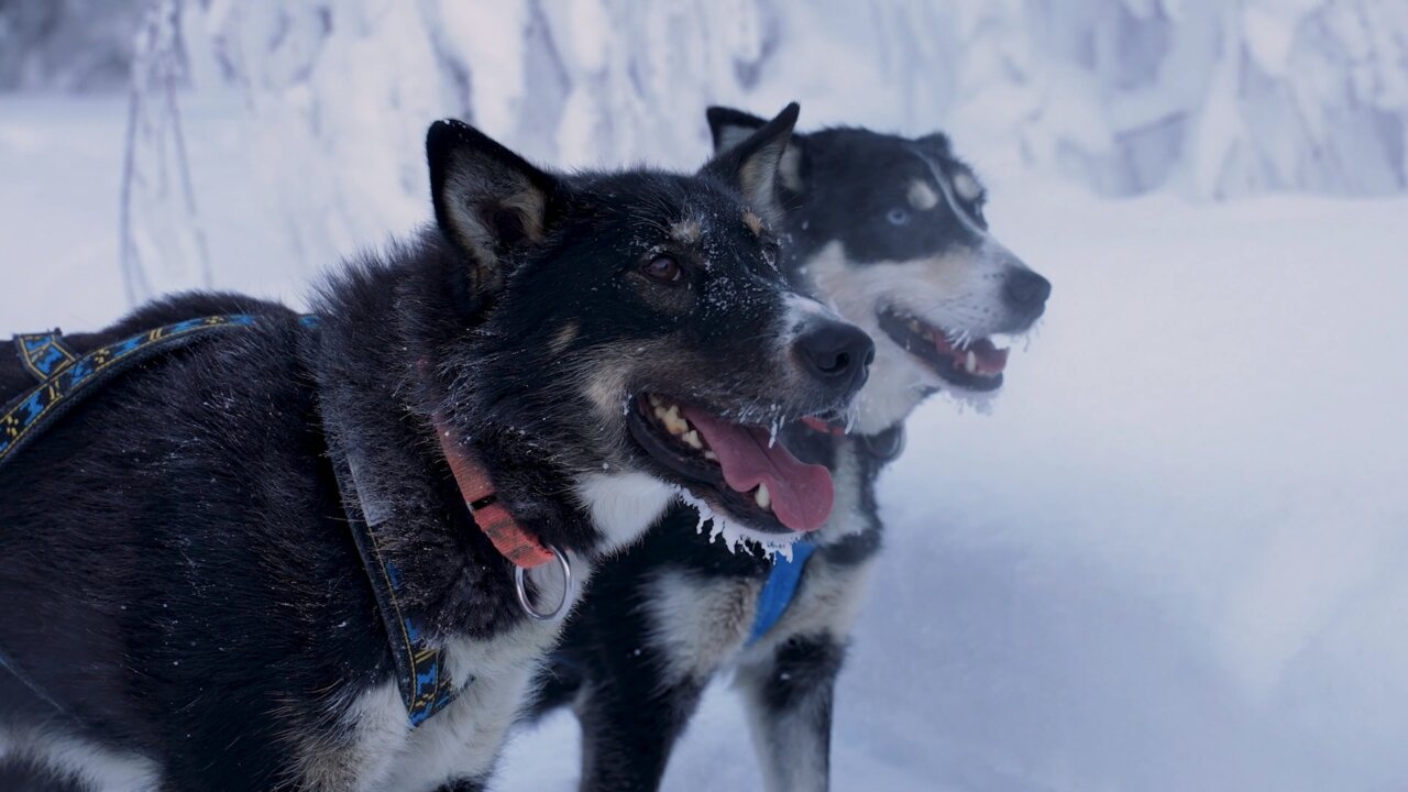 Snowhook Dog Sled Tour - Huskies waiting