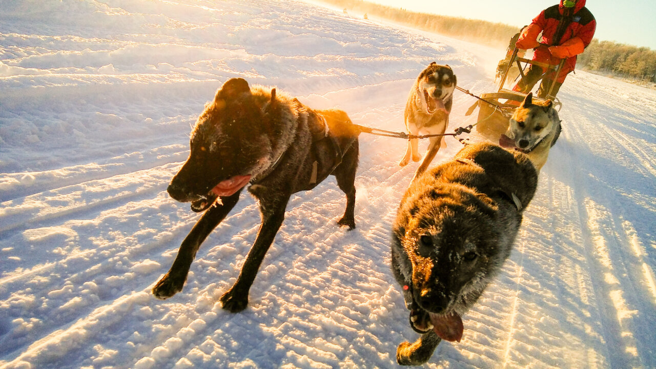 Snowhook - Alaska Snowmobile & Dog Sled Combo