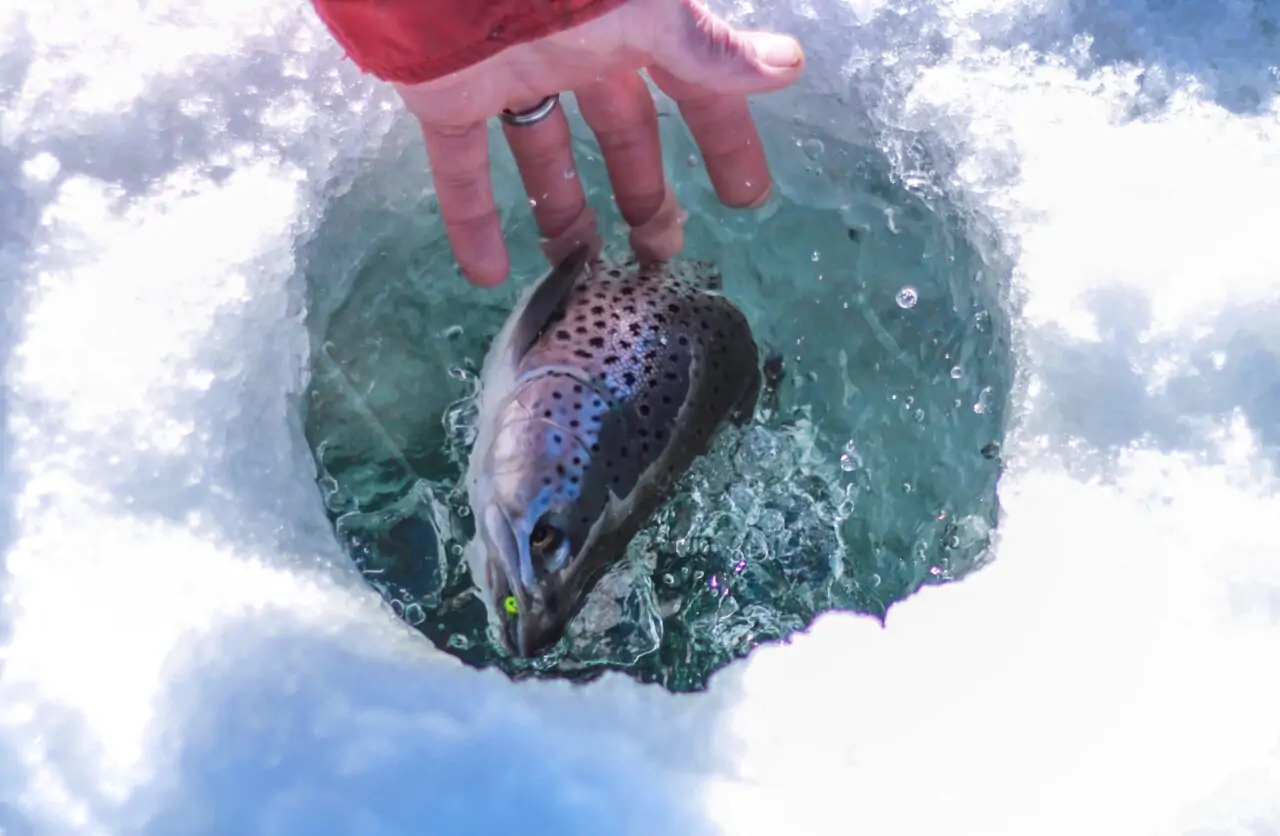 Hooked Fish in water