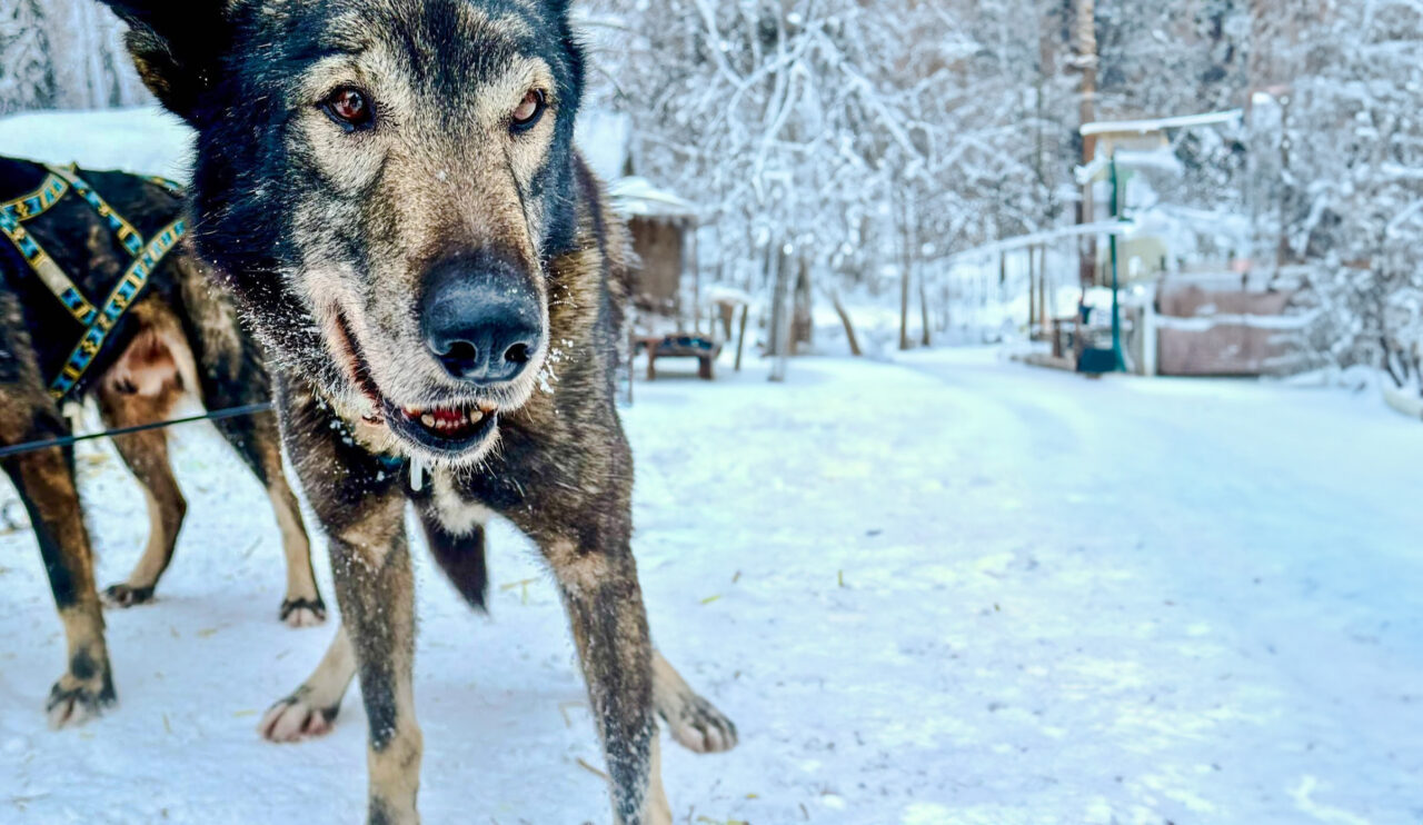 Snowhook Dog Sledding - Chet & Bernie