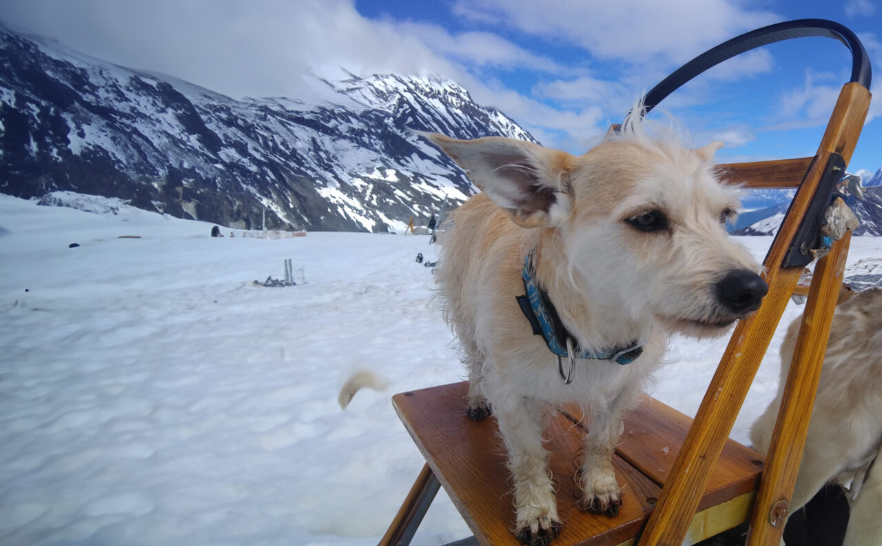 Snowhook Dog Sledding - Howie