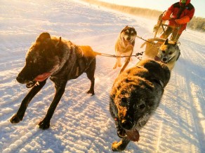 Dog Sledding Rides Alaska 600×800